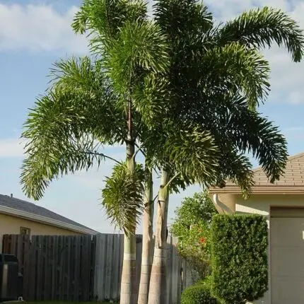 Wodyetia bifurcata “Foxtail Palm