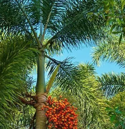 Wodyetia bifurcata “Foxtail Palm