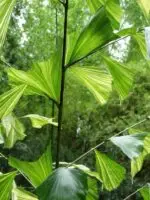 Caryota mitis “Fishtail palm”