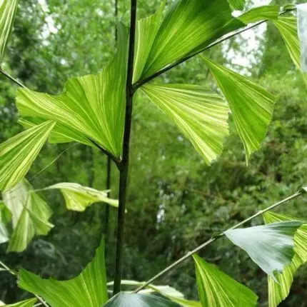 Caryota mitis “Fishtail palm”