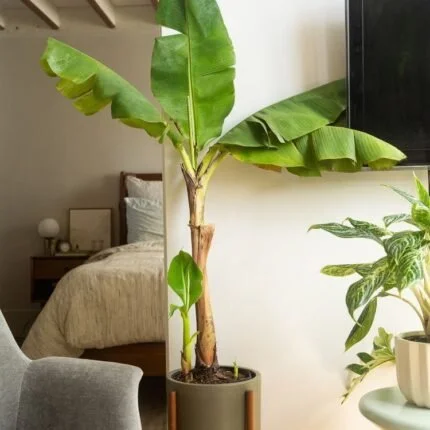 Banana Plant | 140-150cm