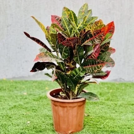 Croton Outdoor Codiaeum Variegatum | 30 -35 CM