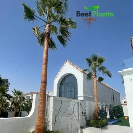 Wasingtonia Palm | Variety Spanish Pakistani