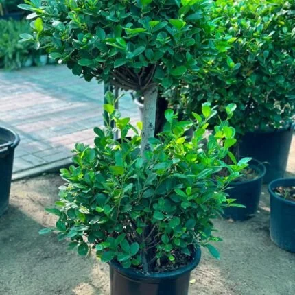 Ficus Panda 2 Head 150-180 CM | Outdoor Plant