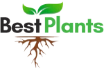 bestplants 2