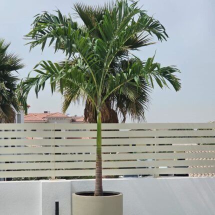 Veitchia Palm By Best Plants Ae in Dubai UAE