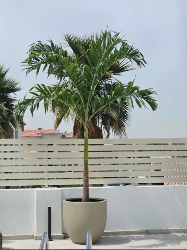 Veitchia Palm By Best Plants Ae in Dubai UAE